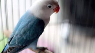 DUNIA HOBI : Pertama Kali Di Dunia Lovebird Biola Park Blue Milik Lintang Bird Farm