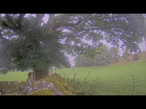 Two squirrels visit a feeding station in Cumbria.