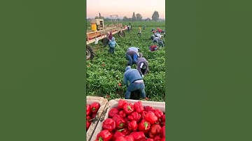 red chili #shorts #viral #trending #youtubeshorts @cuttingandharvesting