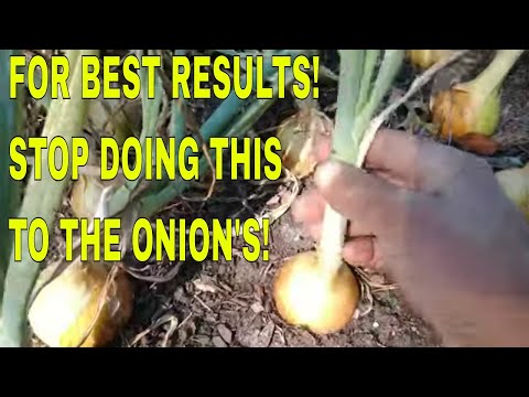 וִידֵאוֹ: למה קצות הבצל שלי נשרפות: הסיבות ל-Tip Blight In Onions