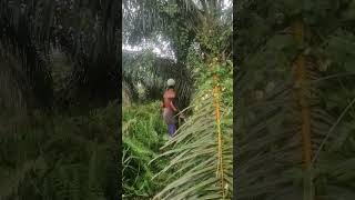 Kerja keras kawan kalo ngak kerja kita ngak di pandang 😜