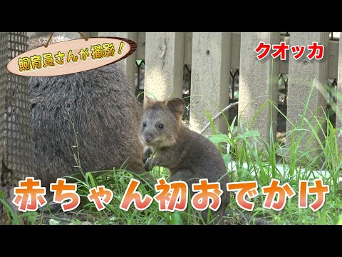 とうとう袋から出た クオッカの赤ちゃんがかわいすぎた Youtube