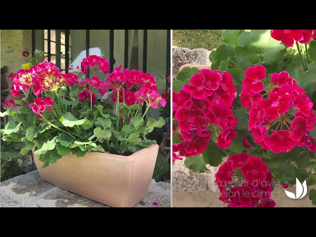 Géraniums : la solution colorée pour égayer votre balcon en un clin d’œil
