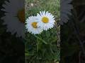 Flower delivery boy #love #torism #art #fare #170 #song #alma #video
