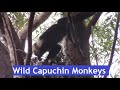 Wild Capuchin Monkeys in Costa Rica
