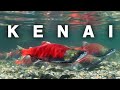 Fishing for wild salmon fishing on the kenai river  a frontier way of life s1e17