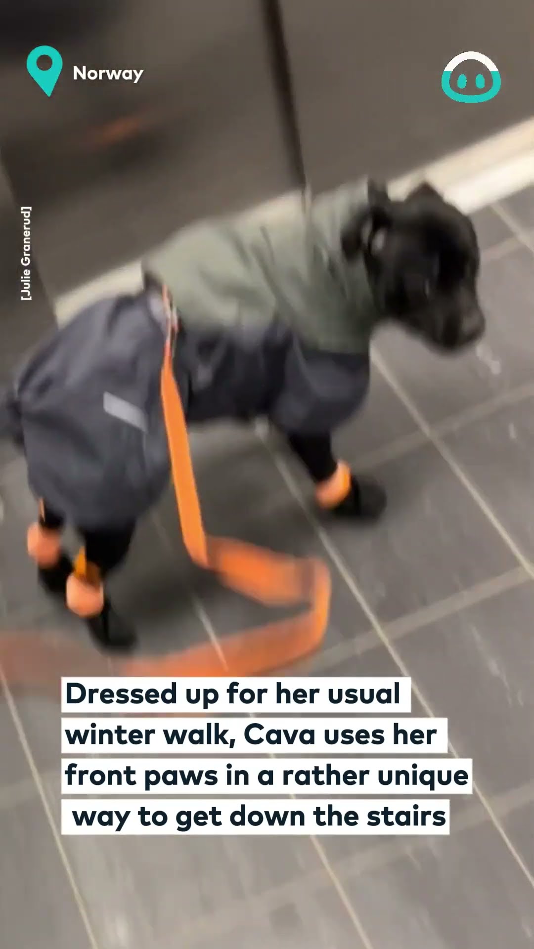 Acrobatic Staffy Goes Down The Stairs || ViralHog