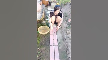 Cắm câu cá lóc mùa nước nổi tập 5 #xuhuong #xuhuongyoutube #321shorts #shorts