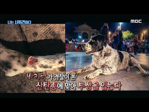 [신비한TV 서프라이즈]  <strong>칠레에서</strong> 생긴 감동 이야기! 나는 시위견이다.