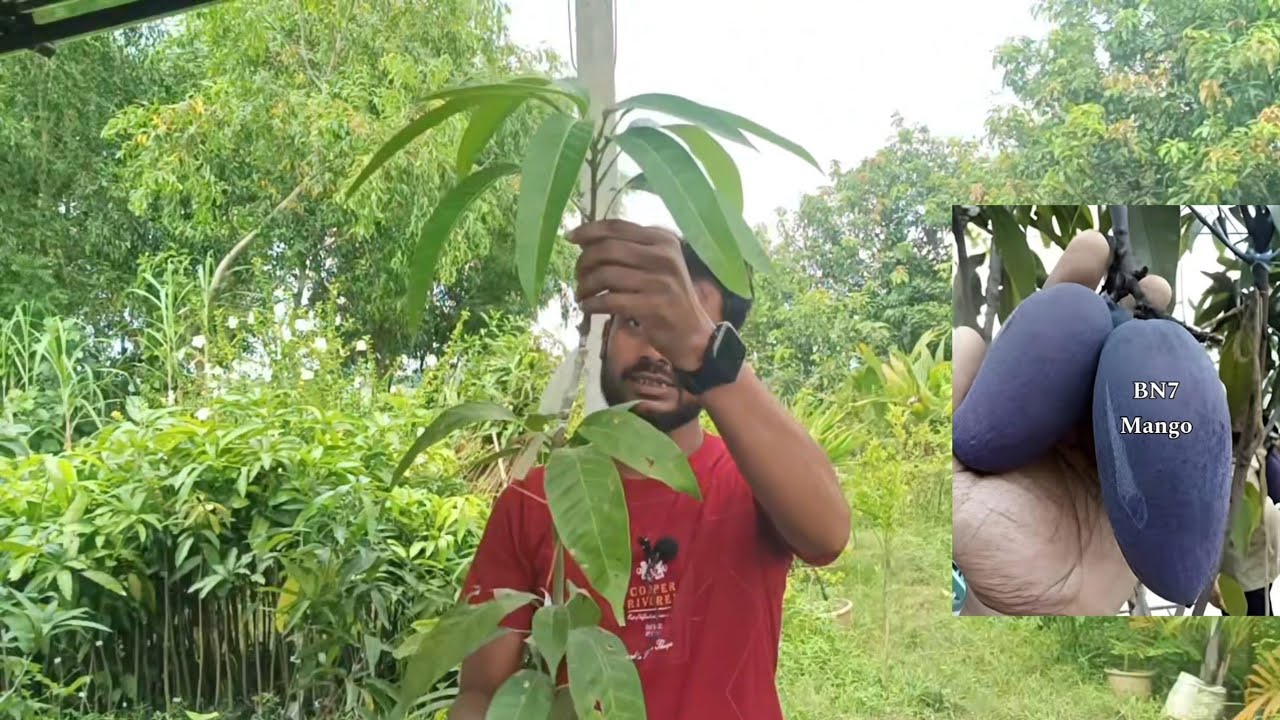 Red Ivory mango / changmai mango / all fruit & mango plant nursery / jsn nursery / JHILIK