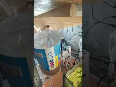 Инкубатор для Артемии