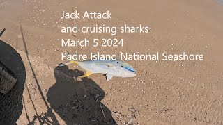 Jack Attack and (Cruising Shark) surf fishing Padre Island National Seashore