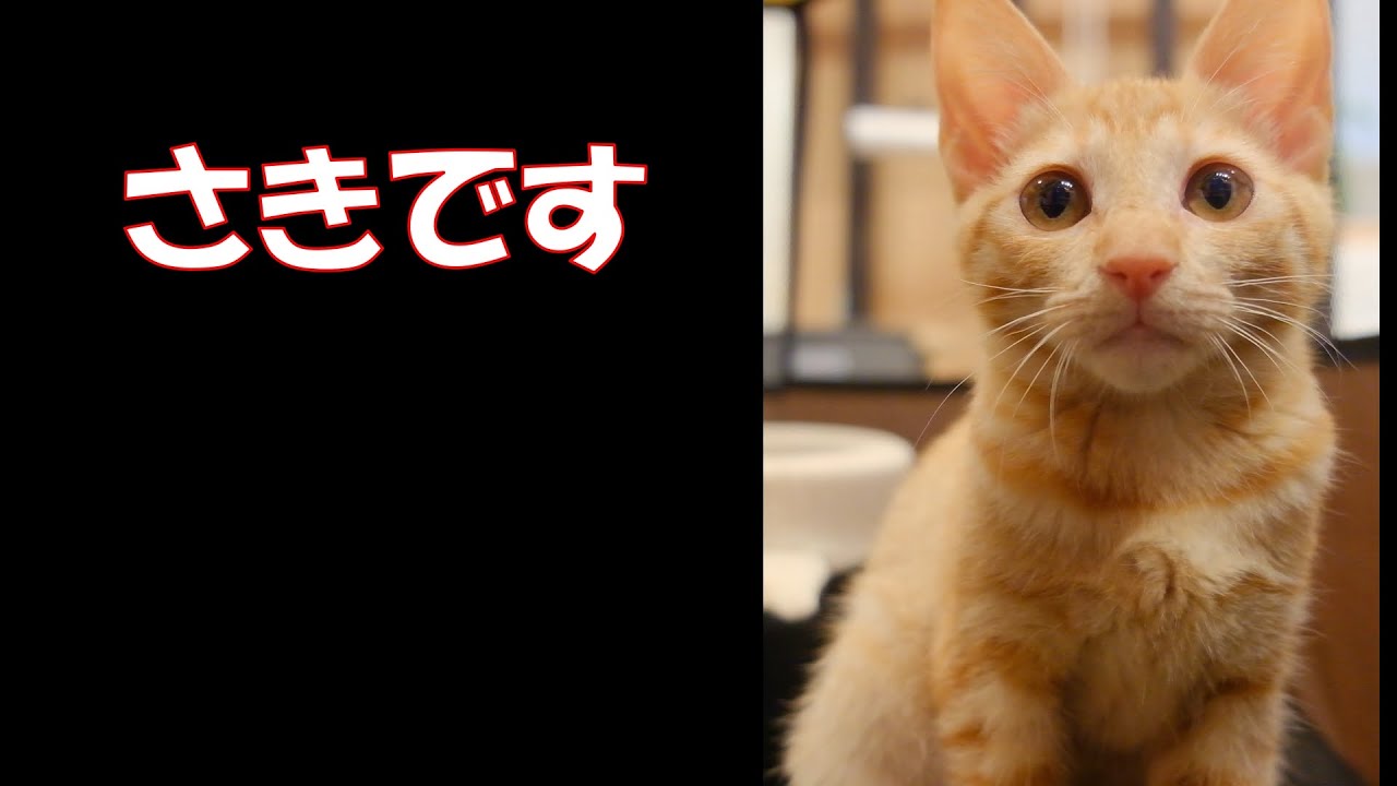 【ねこスタッフ】さき - YouTube