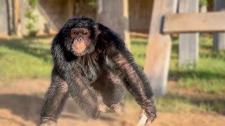 Олег Зубков в Эмиратах! Огромный шимпанзе в ярости стал КИДАТЬ В НАС КИРПИЧИ!