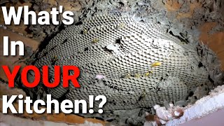 Wasp Nest INFESTATION above Kitchen Ceiling! Wasp Nest Removal!