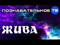 ЖИВА. Целостная система человека (Познавательное ТВ, Евгений Беляков)