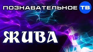 ЖИВА. Целостная система человека (Познавательное ТВ, Евгений Беляков)