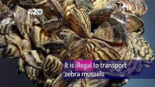 Avoid Zebra Mussels Clean Drain And Dry Your Boat Youtube