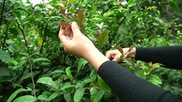 Cây xạ đen có mấy loại và có tác dụng gì? 0976 836 586