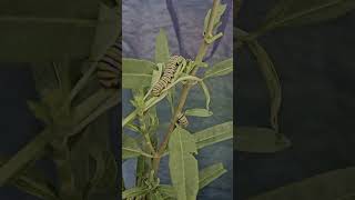 Winter Monarch Caterpillar Rescue! Saving Monarch Butterflies from the Cold  - DFW Butterfly Release