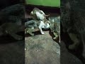 ഇതൊക്കെയാണ് ജീവിതം #funny #pets #cat