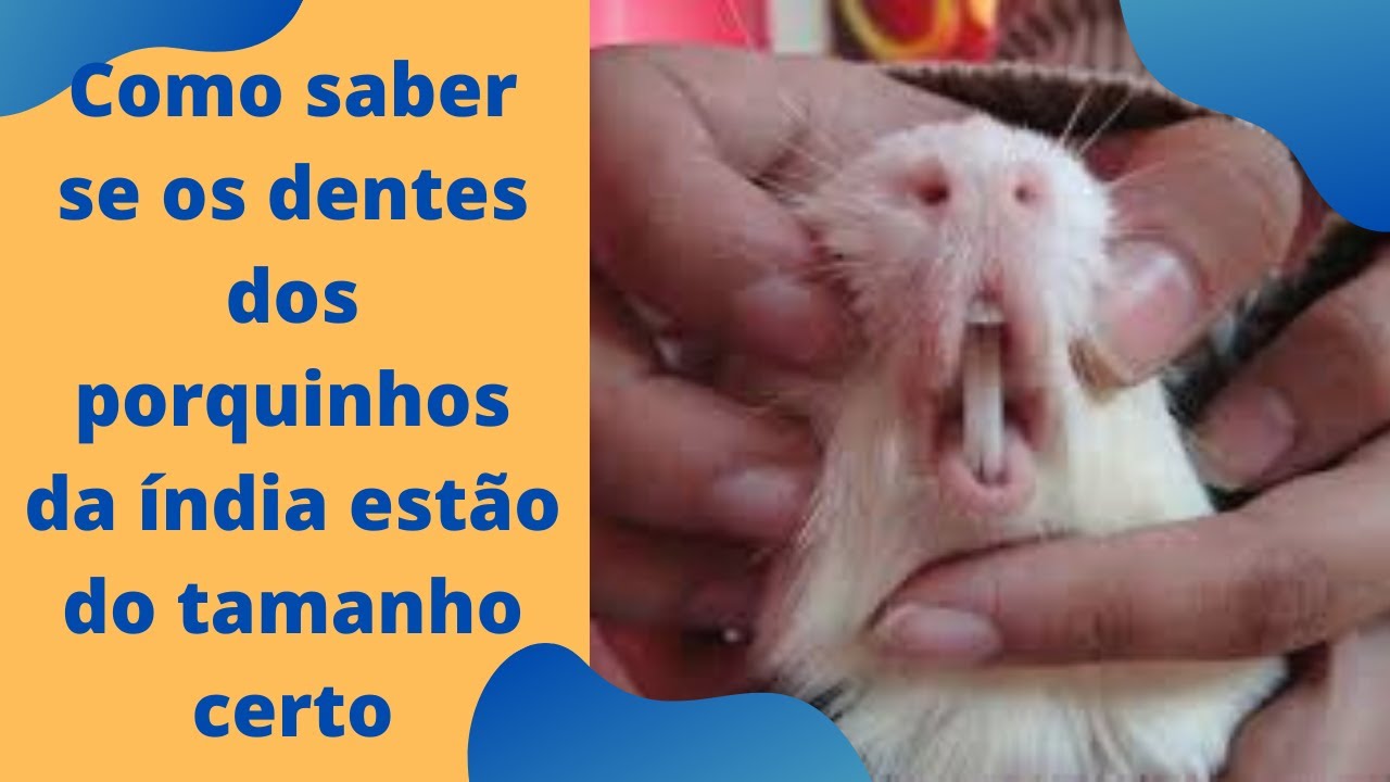 Como saber se os dentes dos porquinhos da índia estão do tamanho certo.