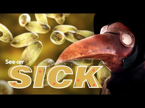 Video: Is bubonic plague dangerous for humans in 2020