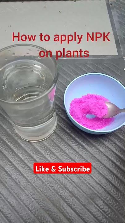 How to apply NPK fertilizer on plants#gardening #shorts #npkfertilizer