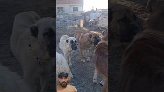 Father and Son Leadership STRUGGLE Baba ve Oğul Liderlik Mücadelesi #baraza #korba #animals #shorts