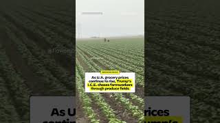 I.c.e. Is Tracking, Tackling, And Rounding Up The People Who Grow And Harvest American-Grown Crops.