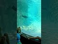 Dolphin Under Surface#dolphin #viralvideo #zoo #viral #animals #popular #viralshorts #love #like