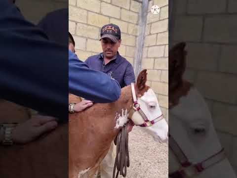 Vídeo: Veritat I Mites Sobre Crin De Cavall