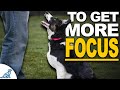 Is Your Dog Easily Distracted? These 5 Tips Will Change EVERYTHING