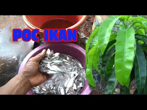 Cara Membuat POC IKAN agar Tanaman SEHAT SUBUR dan Berbuah Lebat