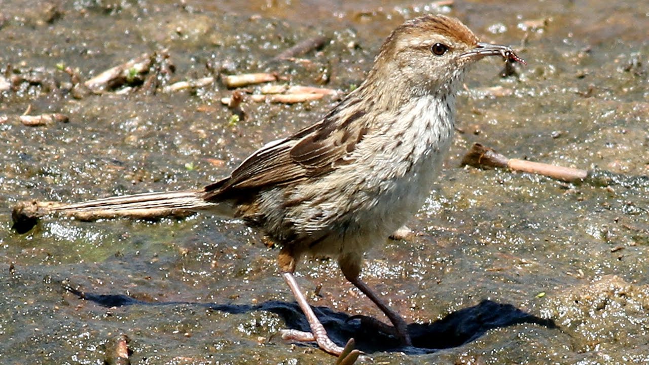 The Secretive 'Little Grassbird' Revealed (Megalurus gramineus) 