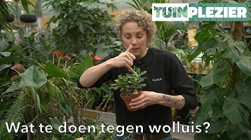 Witte beestjes op je kamerplant? | Wat te doen tegen Wolluis | TUINPLEZIER