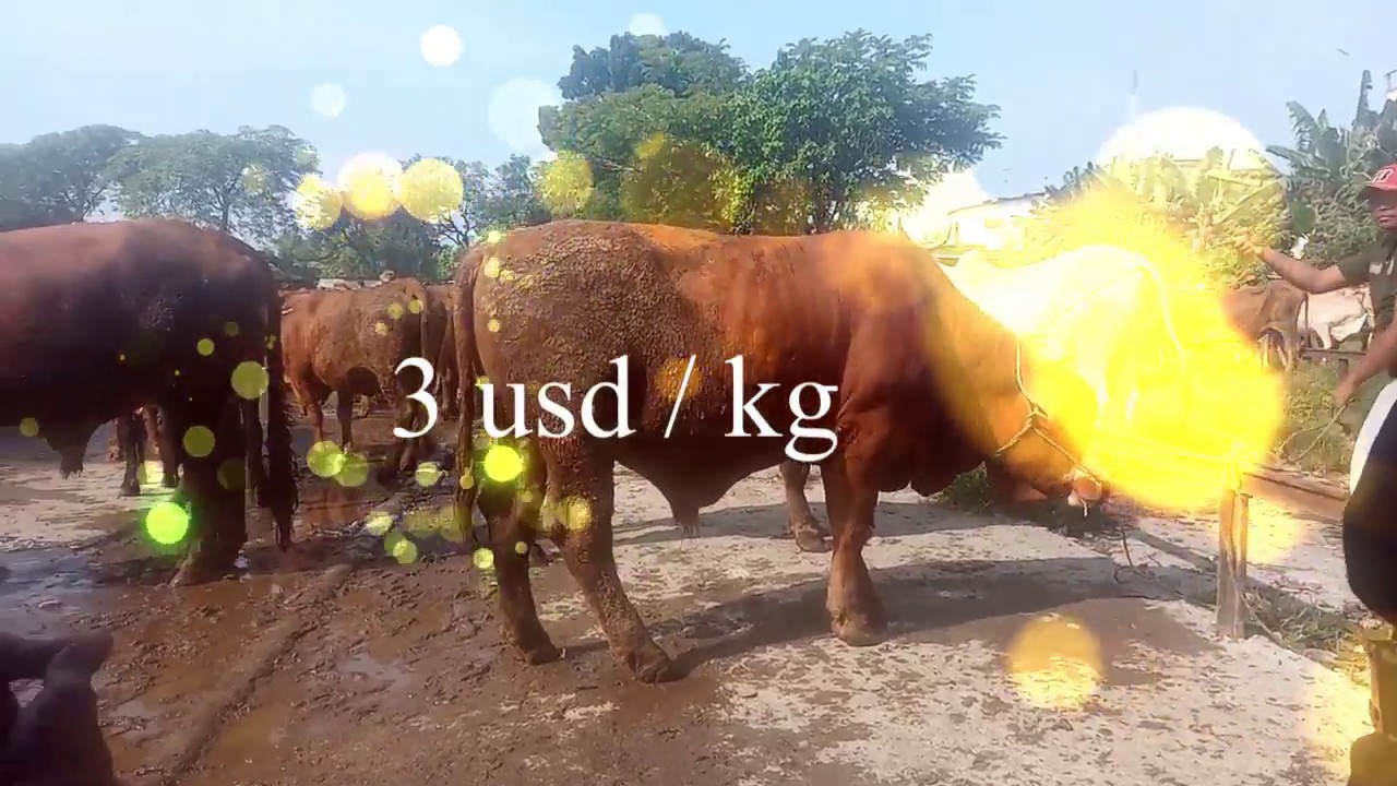camera iphone 8 plus apk 3 dollar per Kg
