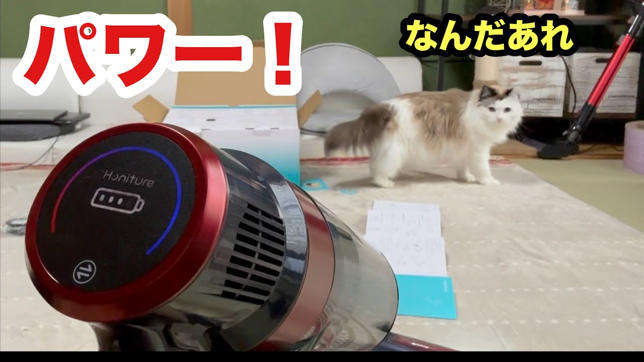 ロボット掃除機でドライブする猫 - YouTube