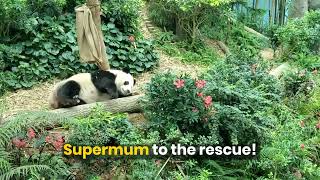 Panda Cub Cam 🐼  - Le Le and supermum Jia Jia