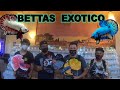 Gran competencia de peces bettas IBC en Mexico