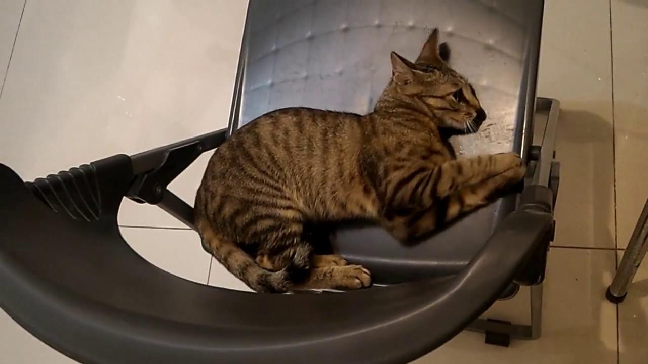 Cat and valerian root / Кошка и валерьянка YouTube