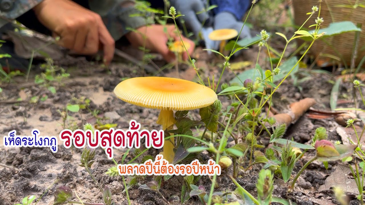 รอบสุดท้ายของปี เก็บเห็ดภูแกงจิโป้มเมนูที่ต้องกินปีนี้