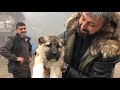 KANGAL BARONUN DİŞİSİ REİNA YI RİZE ÇAYELİNDEN ALMAYA GELDİM GELECEĞİN EFSANESİ OLACAK İNŞAALLAH