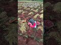 Sunday vlog #shortsfeed #shortsviral #shortvideo #shorts #vlog #vlogging #vlogger #plants #fun #yt