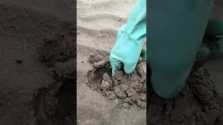 🔵 Cari Kerang kepah Tahu ‼️ Di Pesisir Pantai #kerang#kerangkepahtahu#balikpapan#babon#shorts#kapah