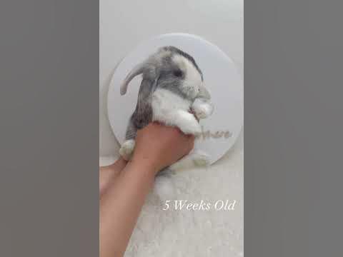 Watch a baby bunny grow! 🐰 - YouTube