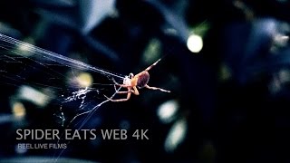 Spider Eats Its Web 4K