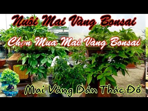 #1 Cách chọn mua mai vàng bonsai | Mai tàn và mai bonsai có gi khác nhau | nuôi mai vàng đạt hiệu quả Mới Nhất