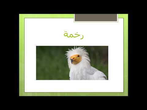 حيوانات تبدأ بحرف الراء