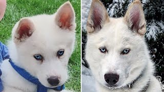 9 weeks to 7 months white Siberian Husky with blue eyes